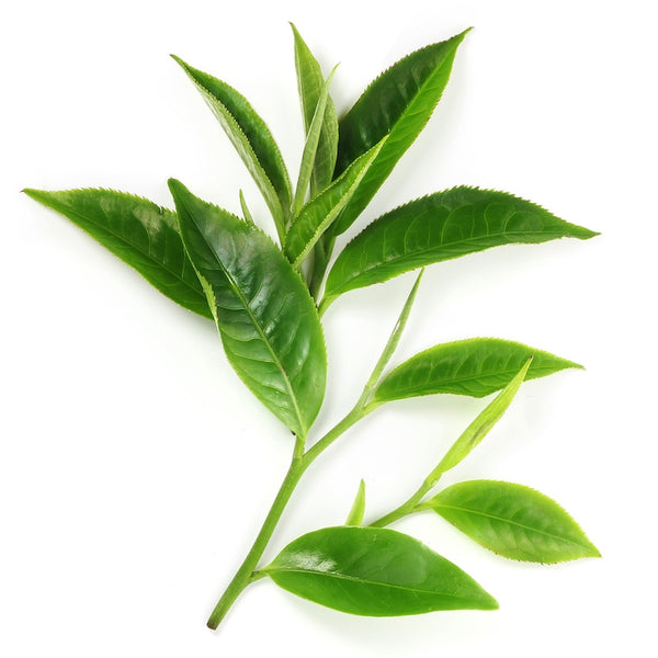Green Tea Oil