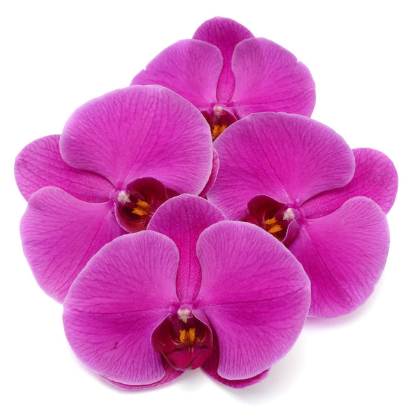 Orchid Oil