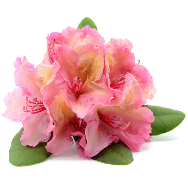 Rhododendron Essential Oil